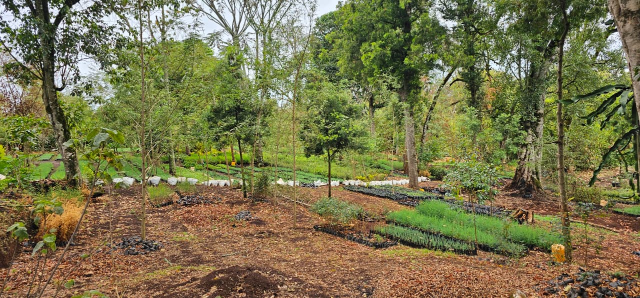 Community Tree Nursery