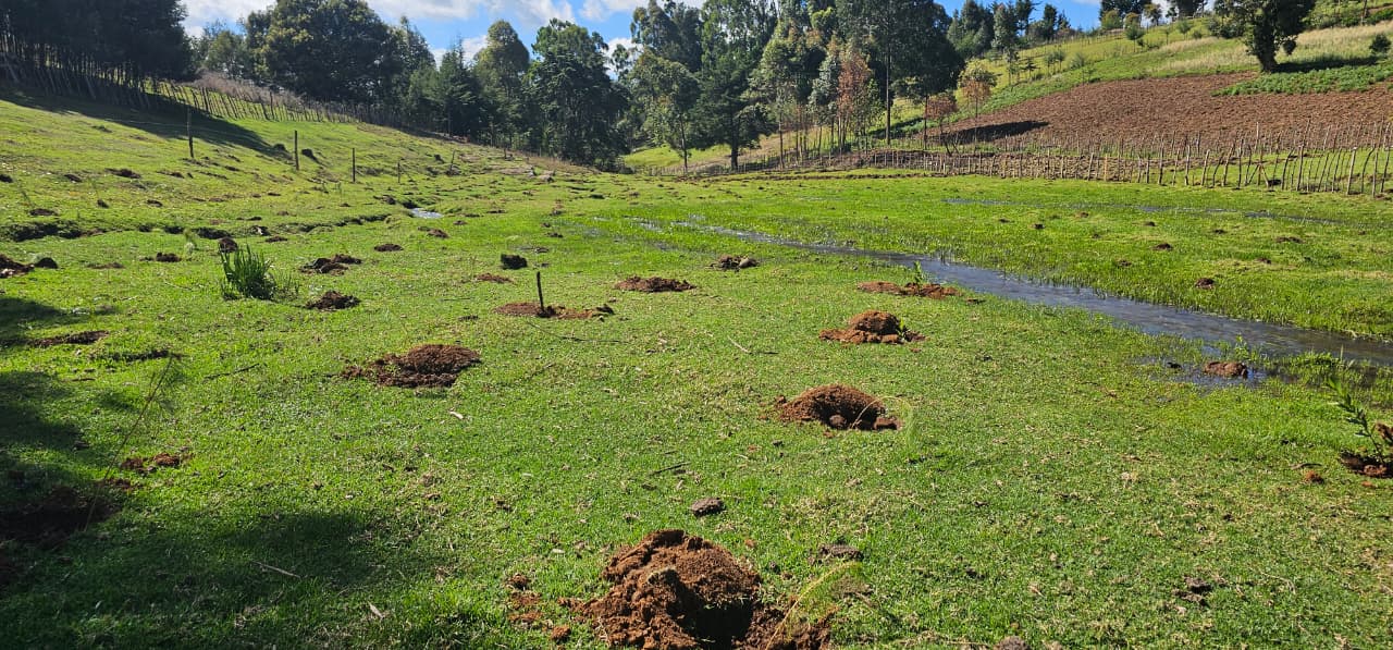 Environmental Conservation