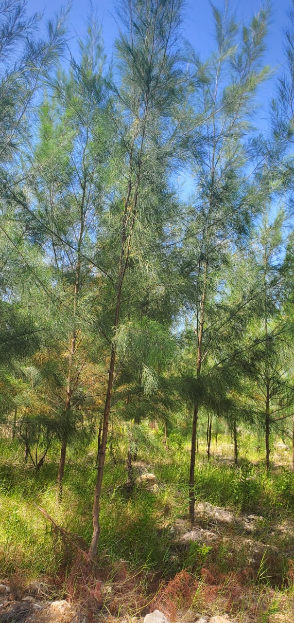 Environmental Conservation