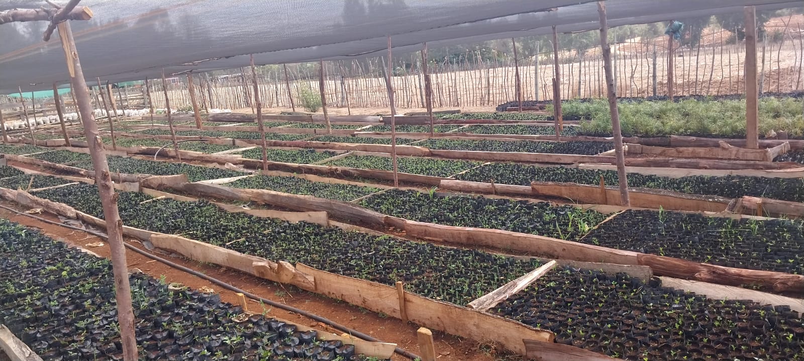 Tree Nursery