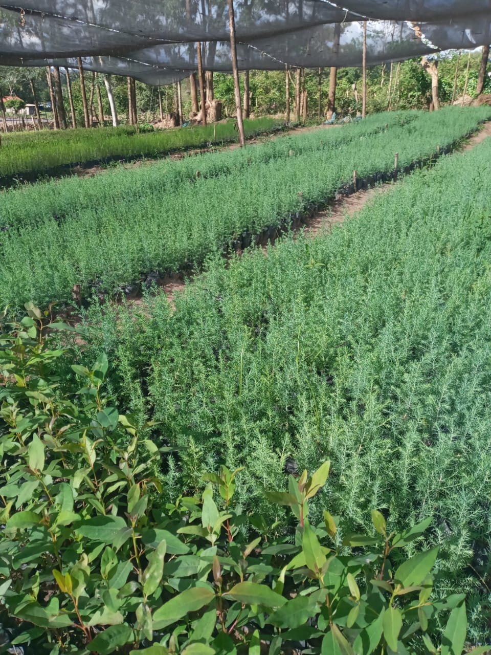 Community Tree Nursery