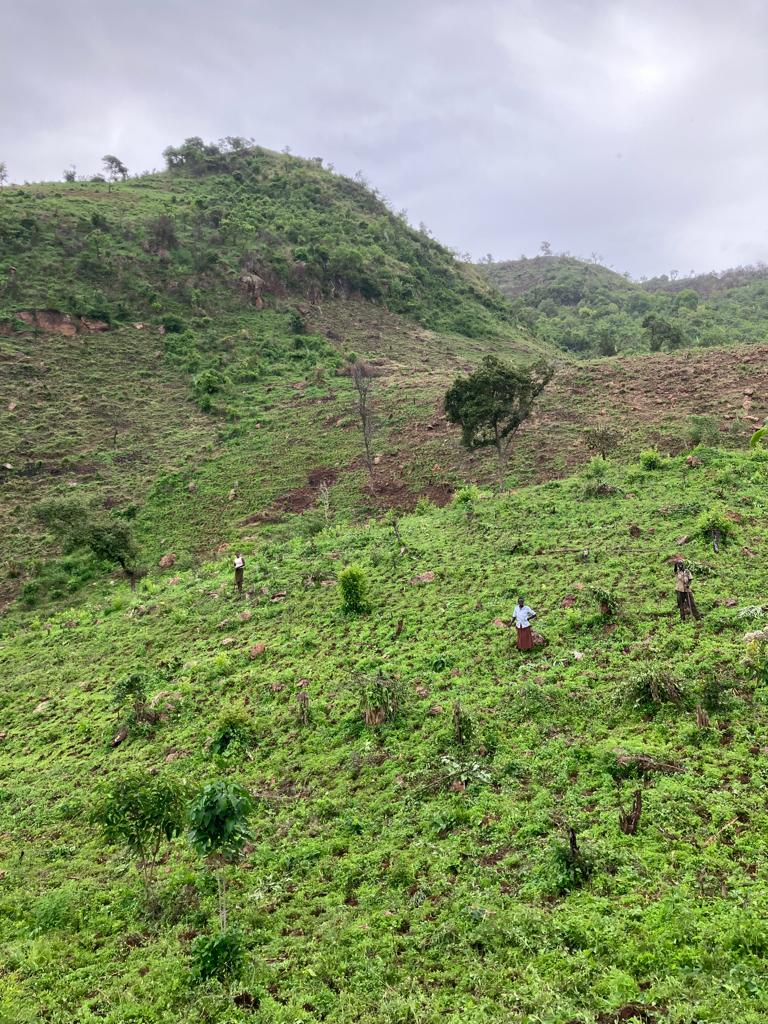 Reforestation Program