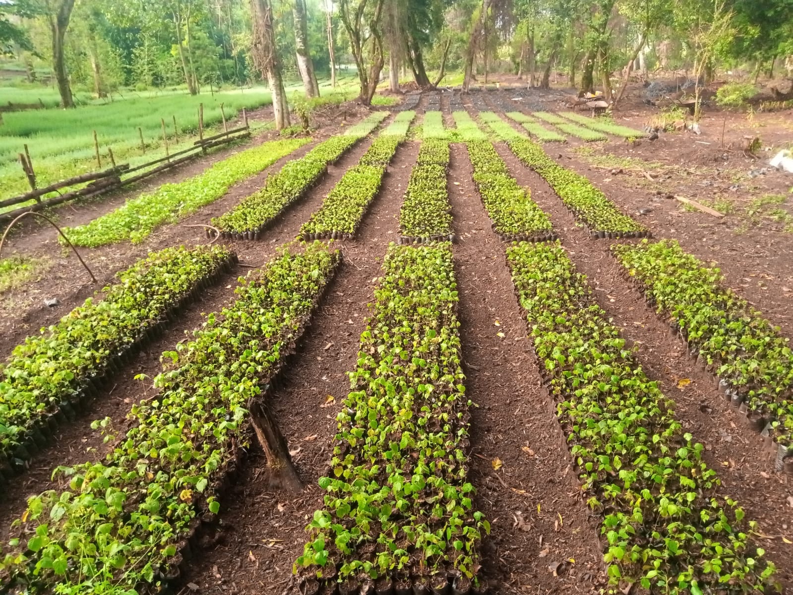 Environmental Conservation